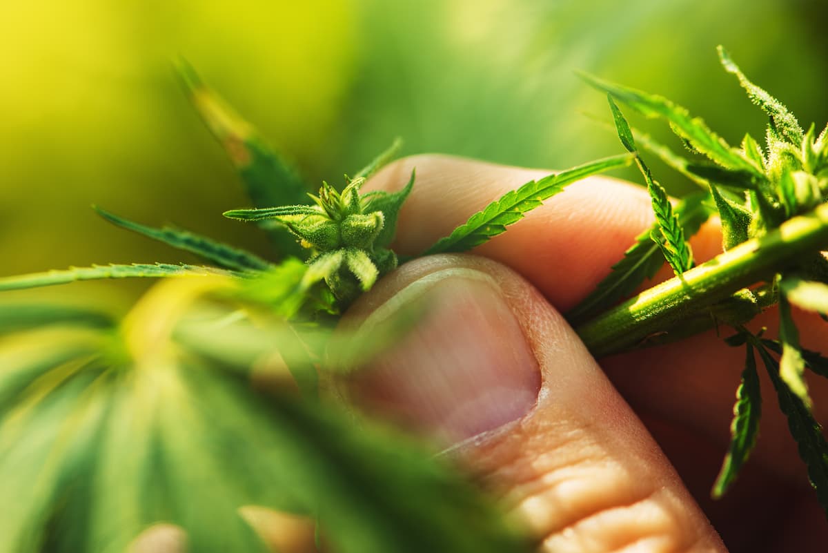 plants de cbd dans le jardin légal