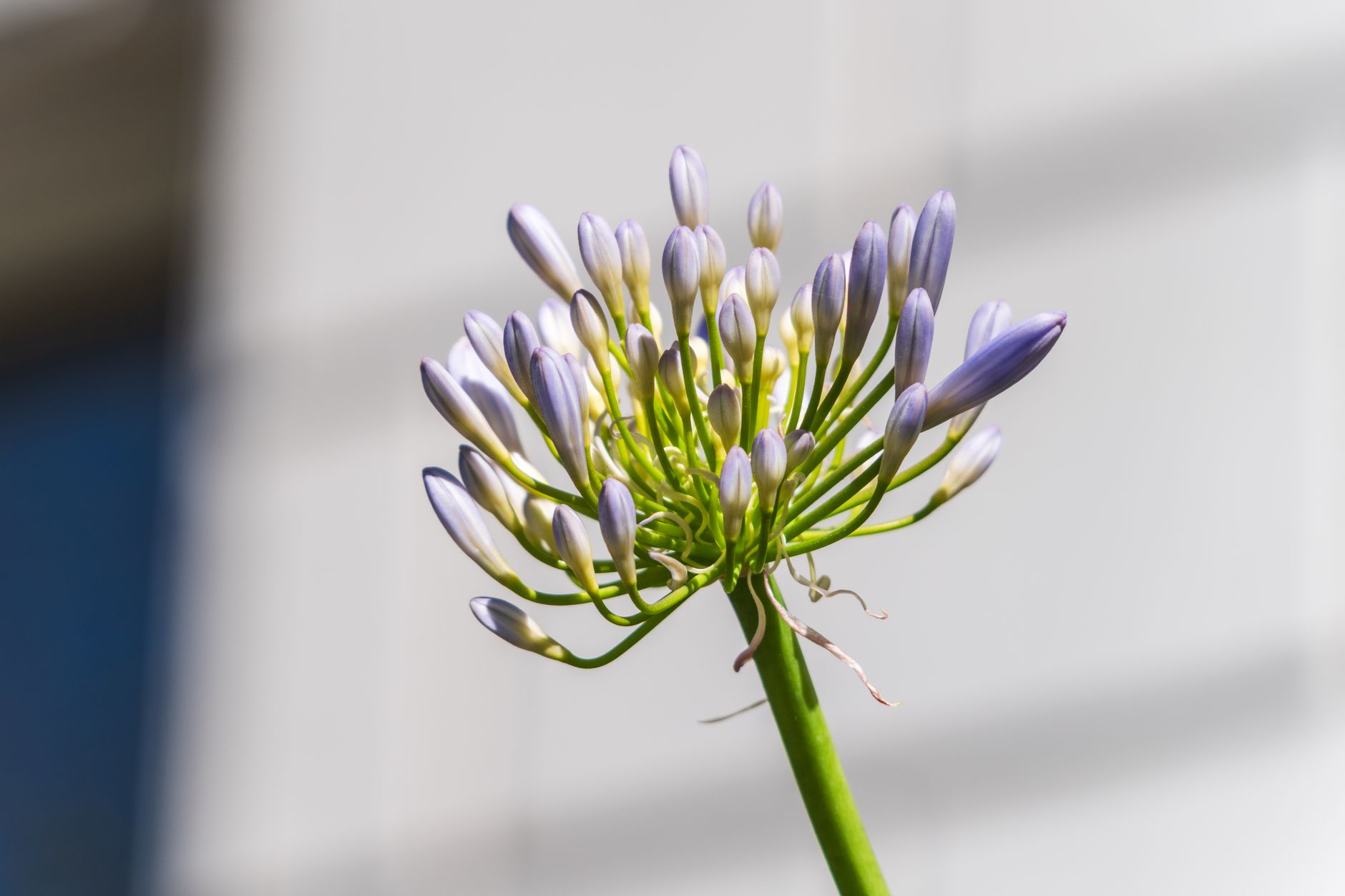 Agapanthe : la fleur bleue d'Afrique du Sud