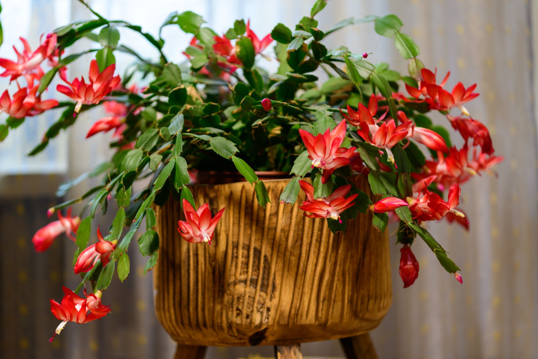 Cactus de Noël : la fleur brésilienne qui n'a rien d'un cactus du désert