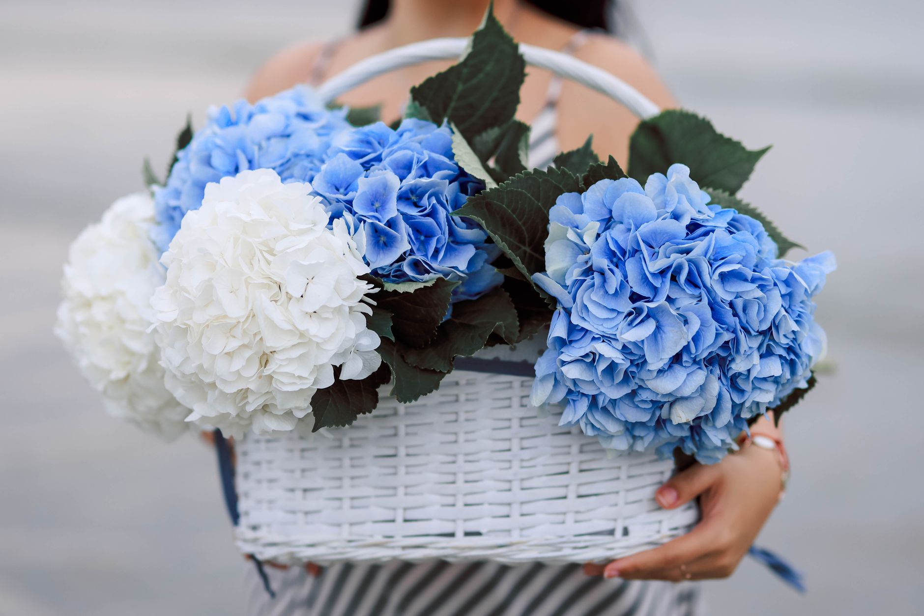 Hortensia : la fleur qui ne supporte pas l'eau du robinet