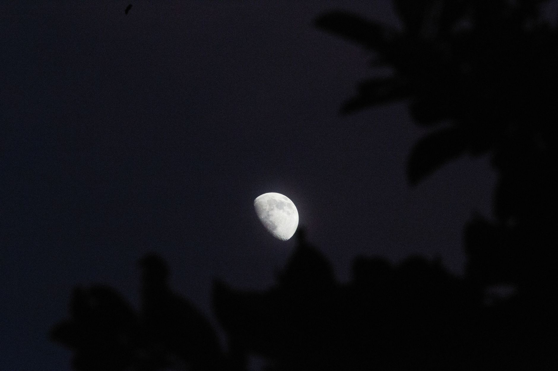 Jardiner avec la lune : croyance populaire ou vrai savoir ?